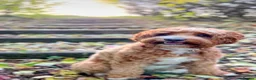 Goldendoodle dogs for sale: Red and White Miniature Doodles Licensed  - Advert 23