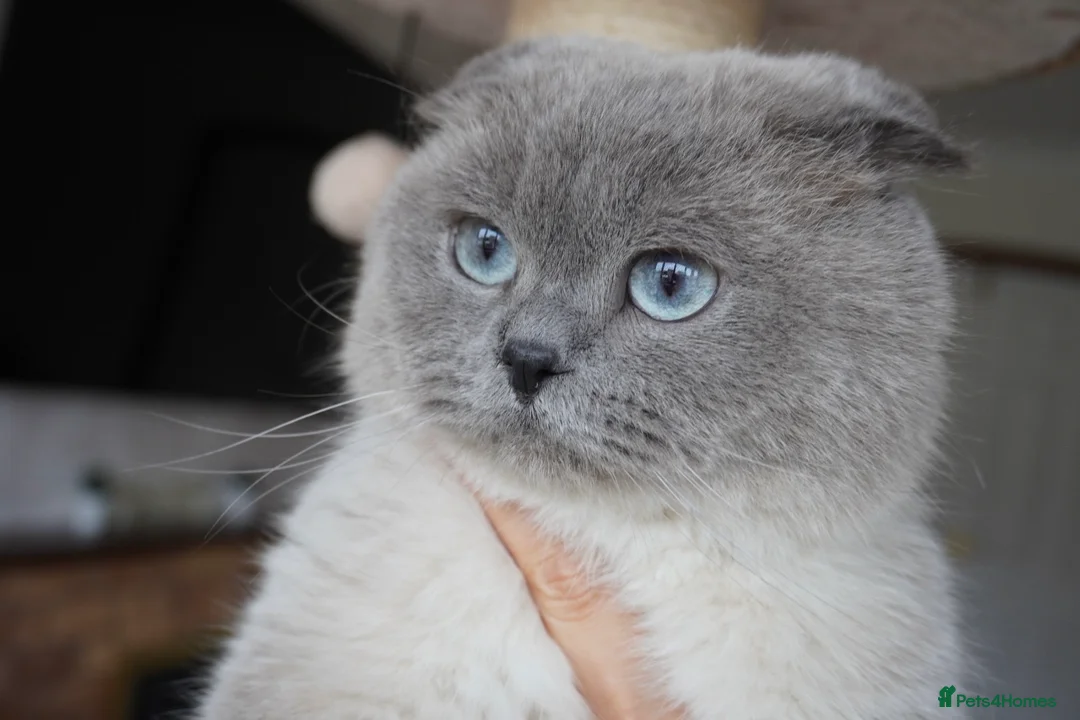 Scottish Fold cats for sale: 💙Handsome Scottish Fold💙 - Advert 6