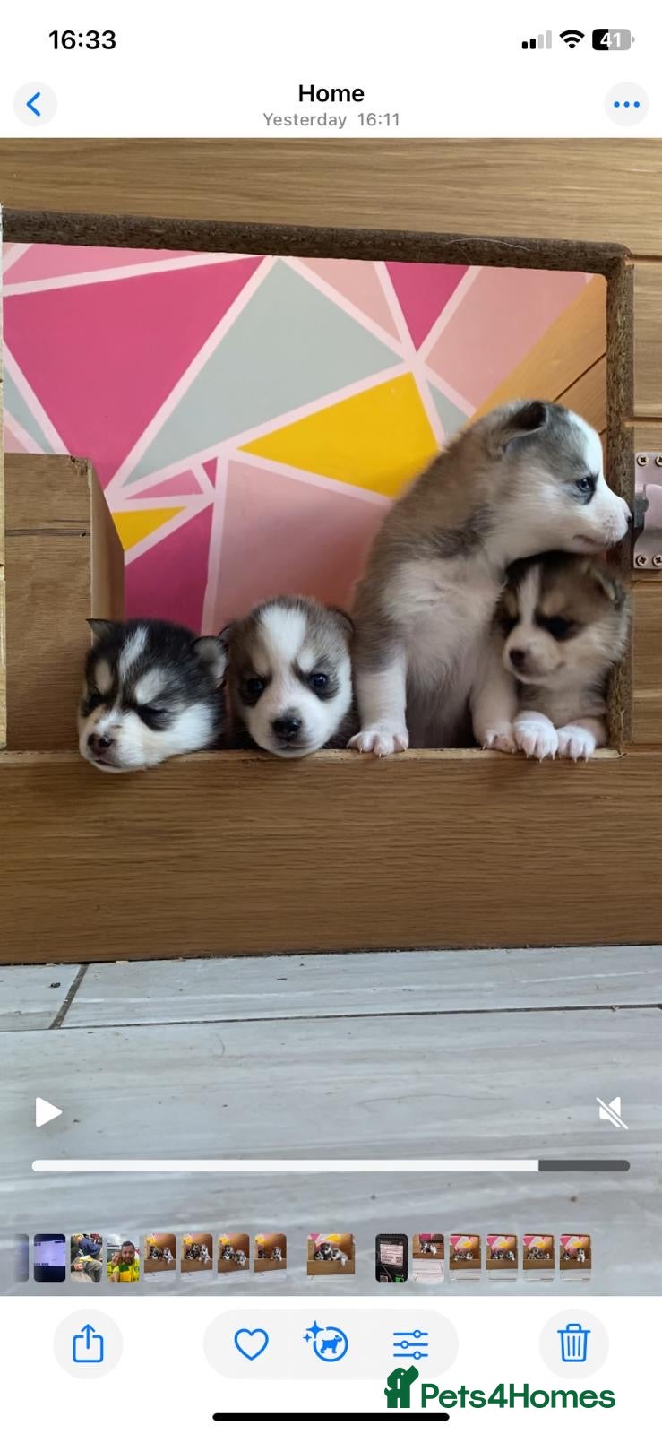 Pomsky dogs for sale: 6 beautiful pomsky 3 girls 3 boy ready to leave  - Advert 1
