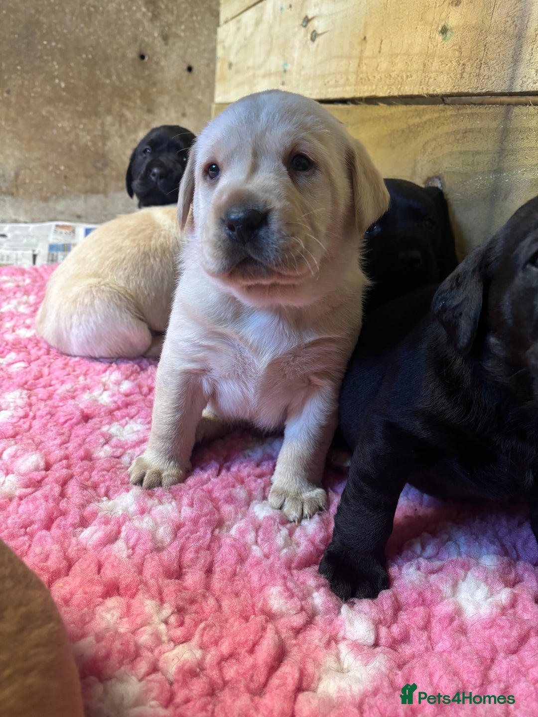 Labrador Retriever dogs for sale: Beautiful health tested Labrador puppies  - Advert 8