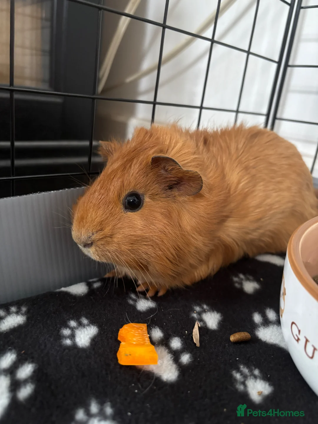 Guinea Pig rodents for sale: Baby boy piggies - Advert 3