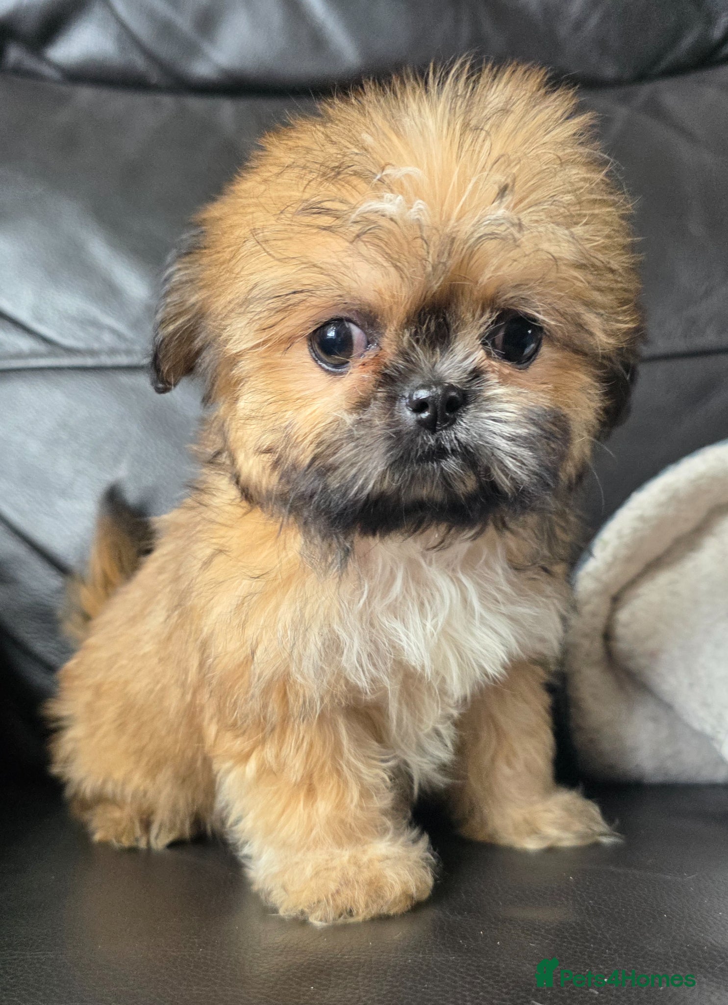 Shih Tzu dogs Stunning KC Reg Imperial shih tzu s ready now - Advert 1