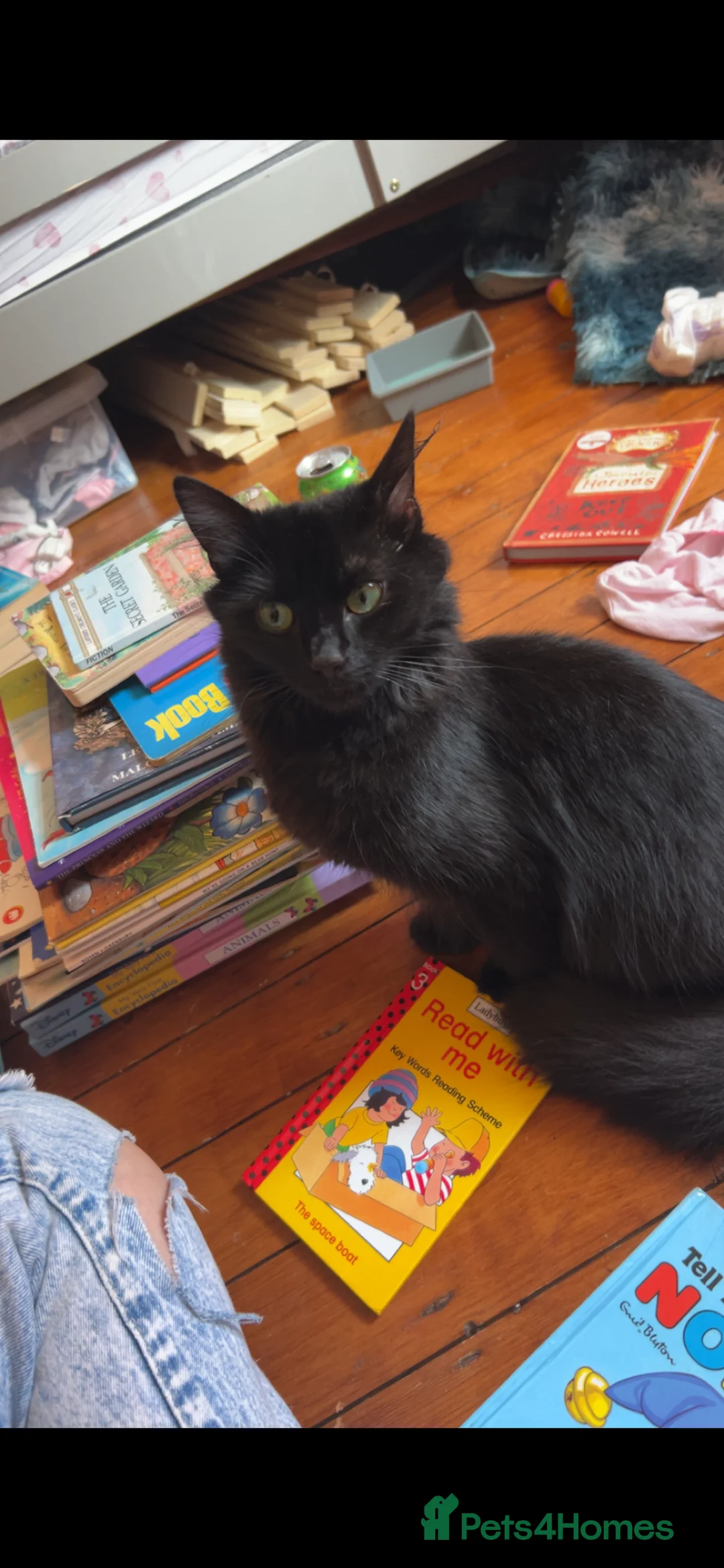 Mixed Breed cats for sale: Beautiful black fluffy cat  - Advert 4