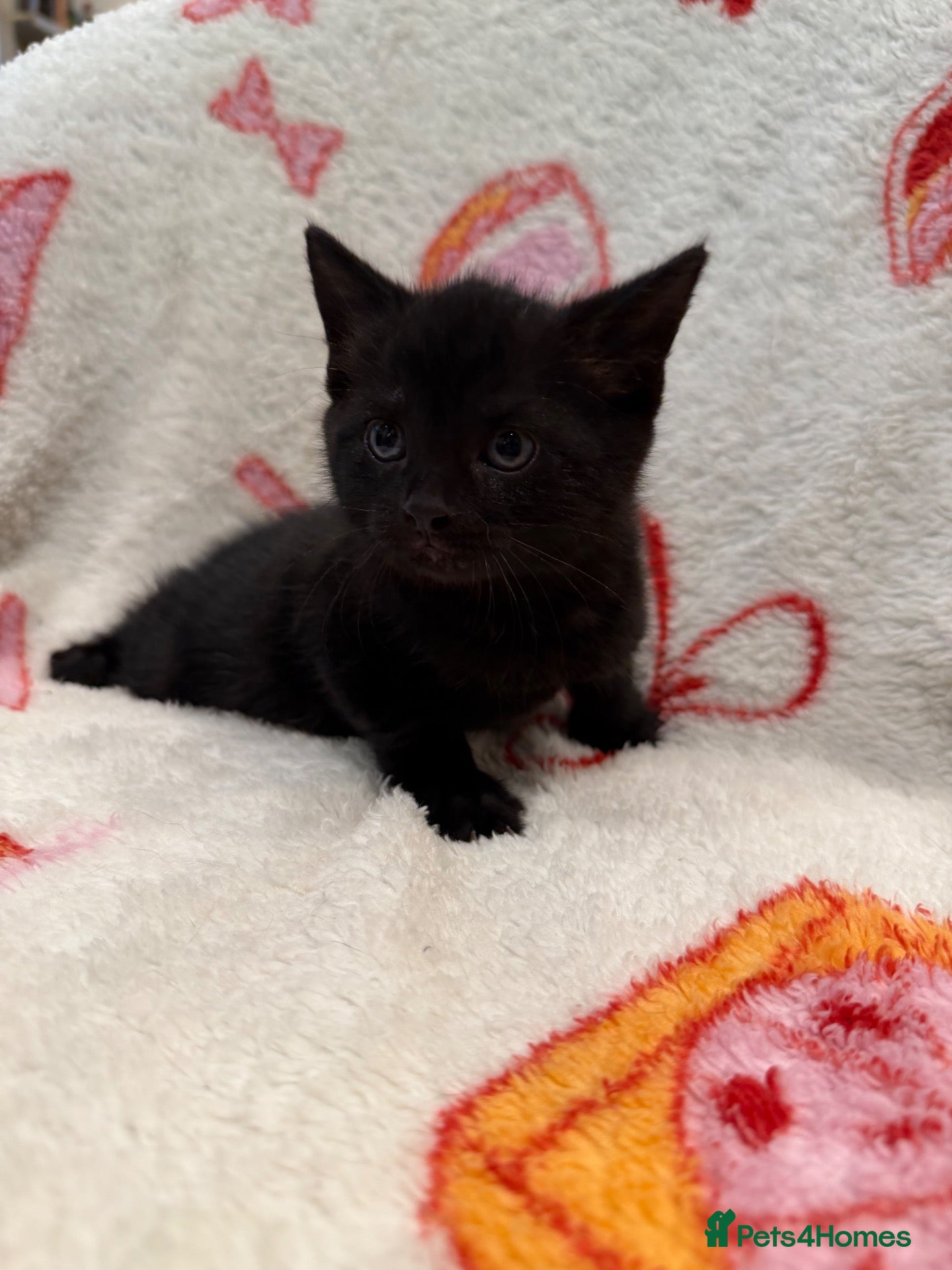 Domestic Shorthair cats 2 Beautiful Kittens Looking For Forever Home - Advert 8