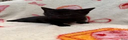 Domestic Shorthair cats for sale: 2 Beautiful Kittens Looking For Forever Home - Advert 5