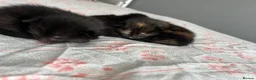 Siamese cats for sale: Siamese mixed kittens  - Advert 23
