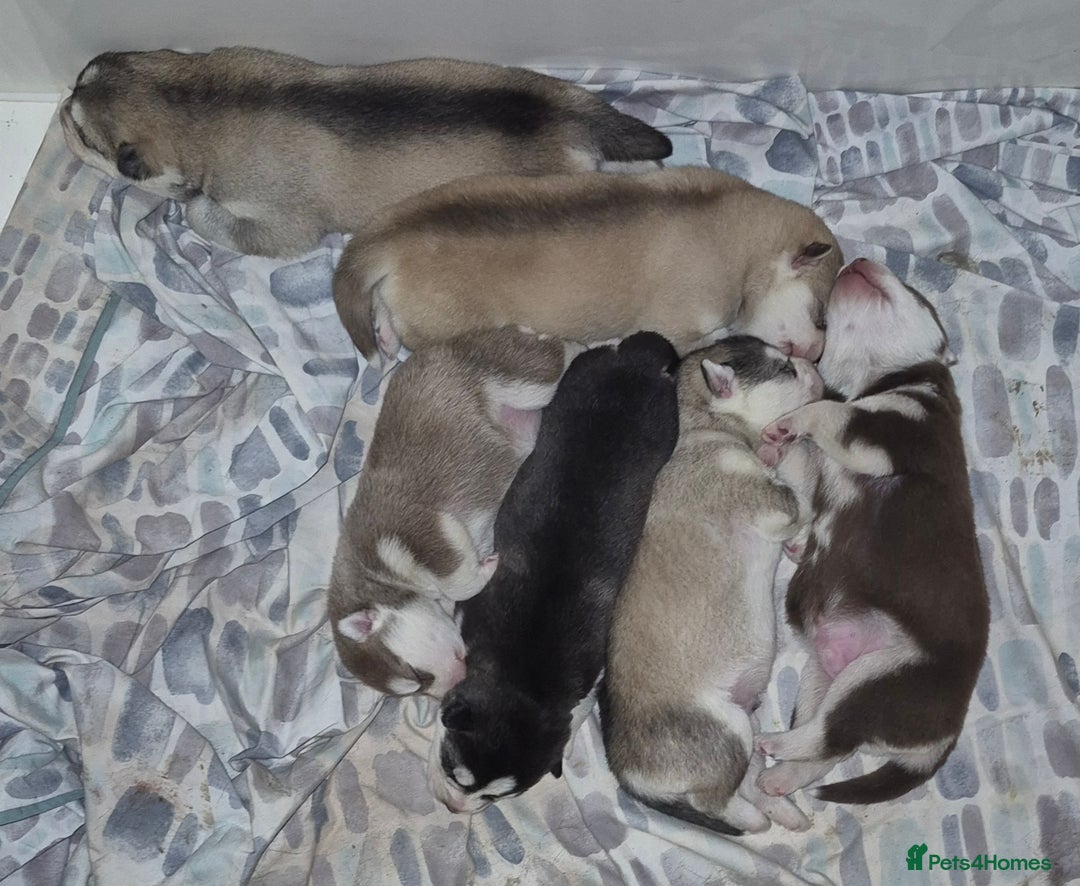 Siberian Husky dogs for sale: Beautiful Siberian Huskies  - Advert 4