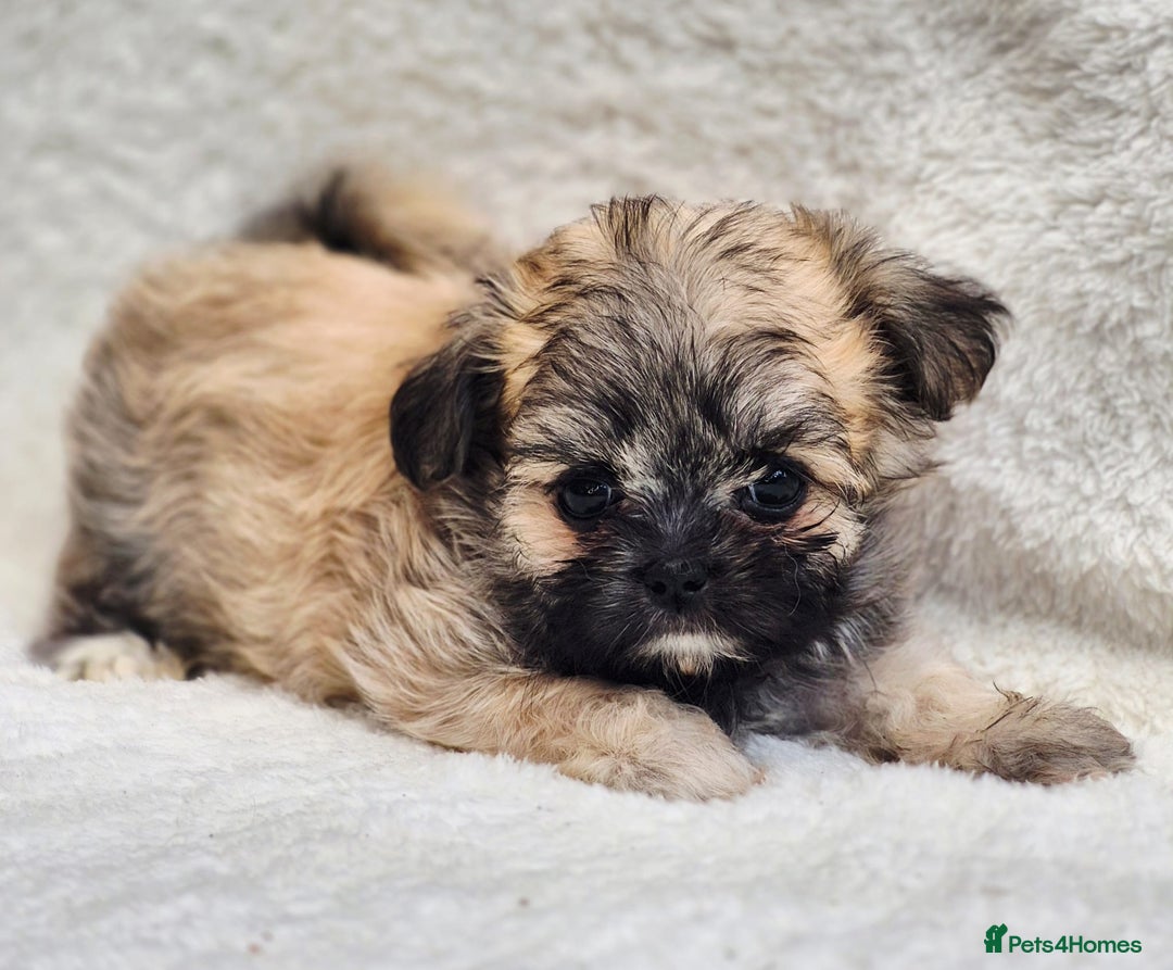 Shih Tzu dogs for sale: Gorgeous Small Imperial Shih tzu puppies READY - Image 12