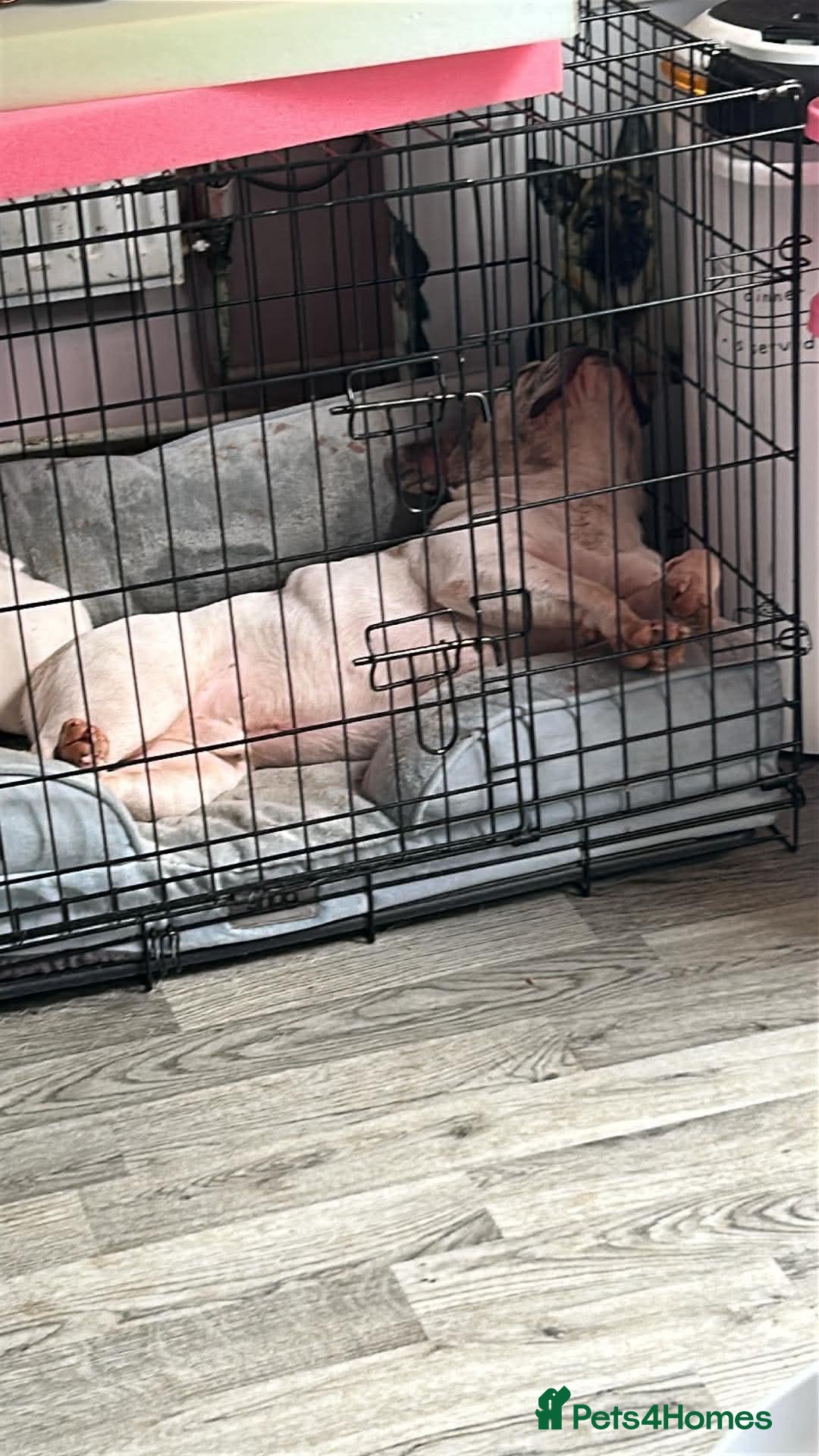 French Bulldog dogs Zeusy - Advert 1
