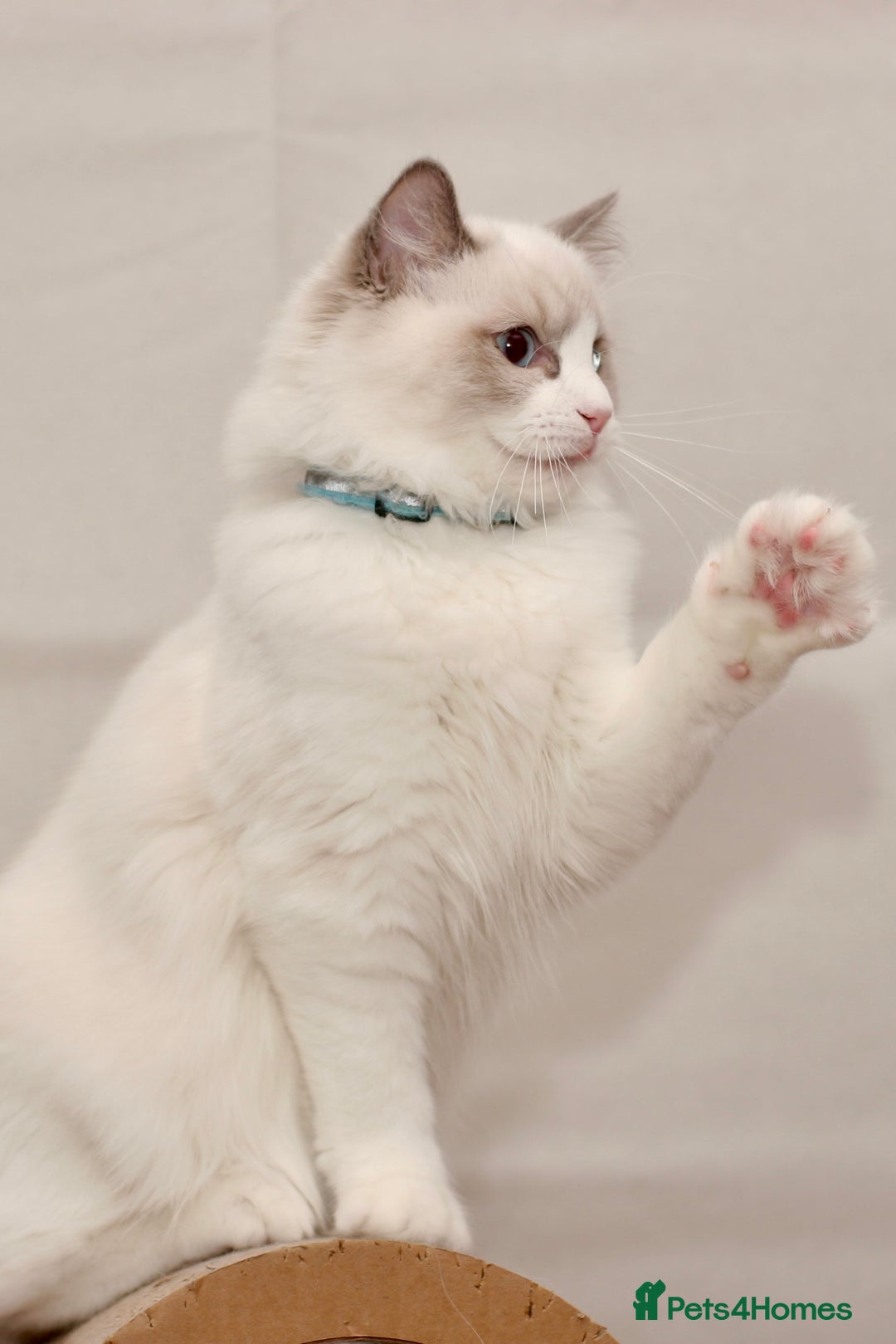 Ragdoll cats for sale: Last 1 Ragdoll kittens TICA registered boy - Advert 29