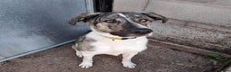 Mixed Breed dogs for adoption: Meet Kane, currently residing in Cheshire  in Nantwich - Advert 2
