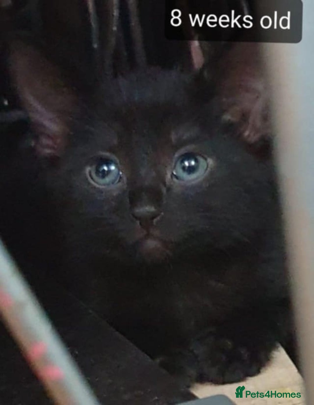 Mixed Breed cats for sale: 5 sweet and purr-fect chocolate brownie babies 🐾 - Image 2