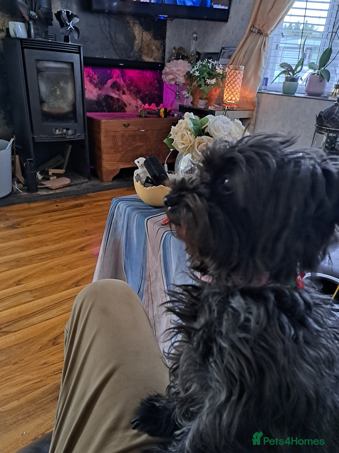 Yorkiepoo dogs for sale: Yorkiepoo - Advert 1