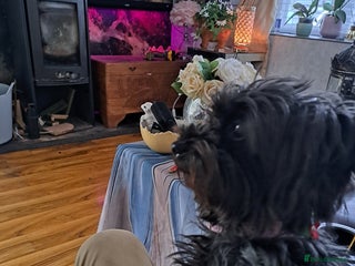 Yorkiepoo dogs Yorkiepoo - Advert 1