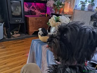 Yorkiepoo dogs Yorkiepoo - Advert 3