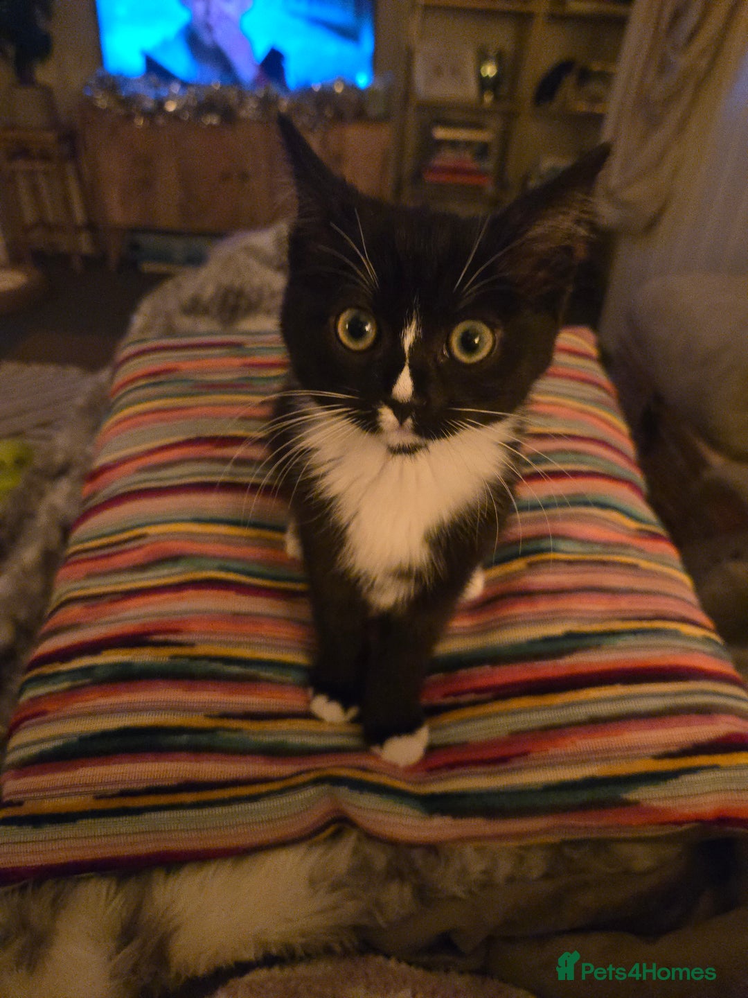 Mixed Breed cats for sale: 14 Week Old Black & White Female Kitten - Advert 4