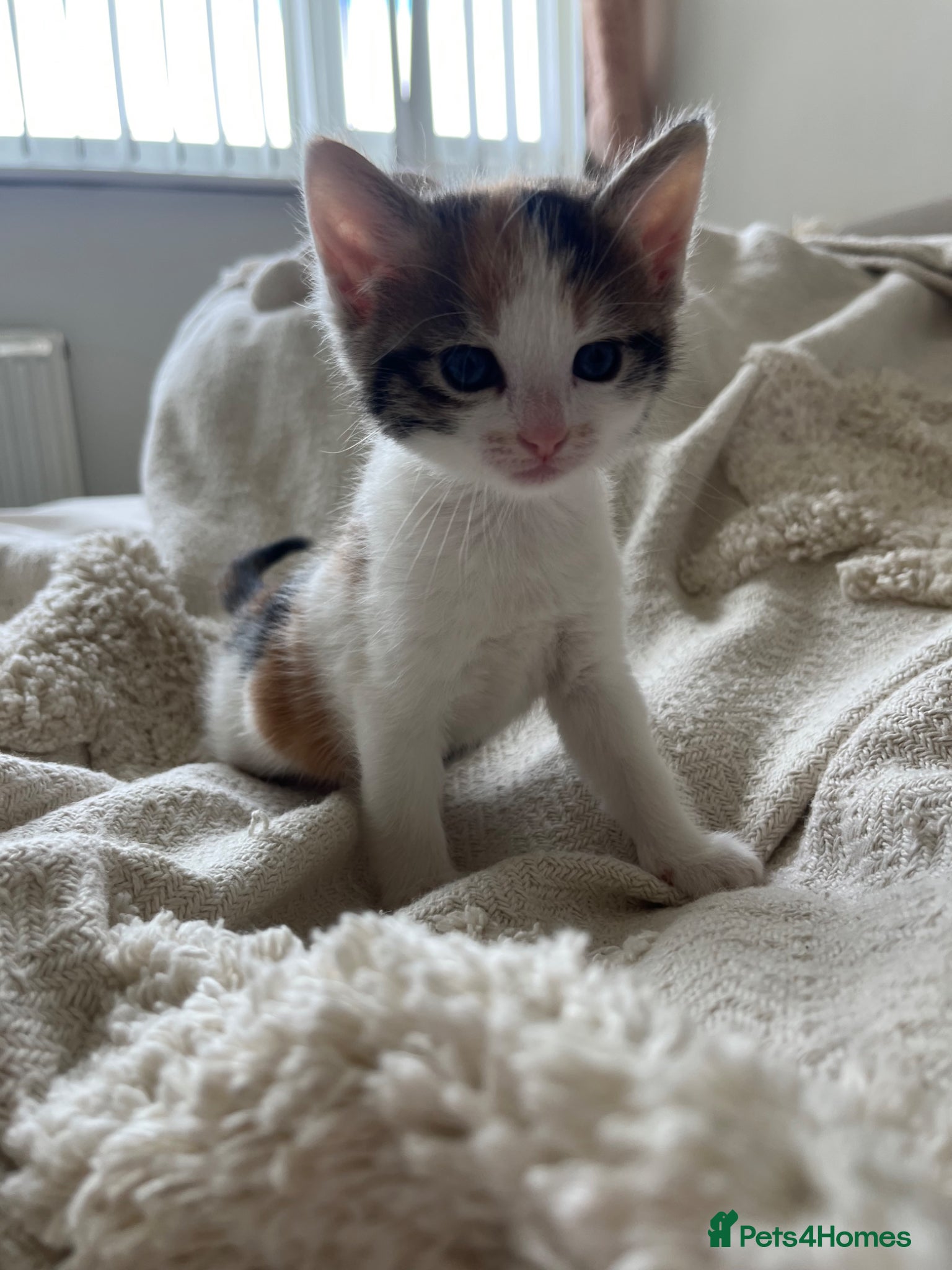 Mixed Breed cats for sale: 6 friendly and playful kittens - Advert 12