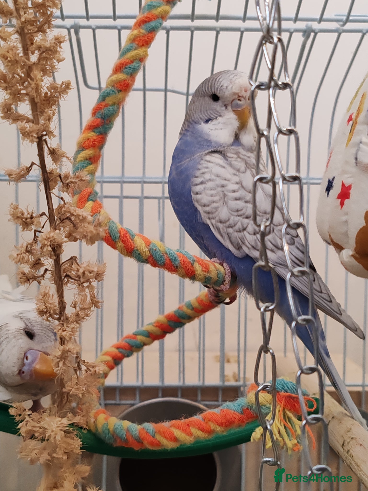 Parrots birds budgies 3 months 1 week - Advert 21