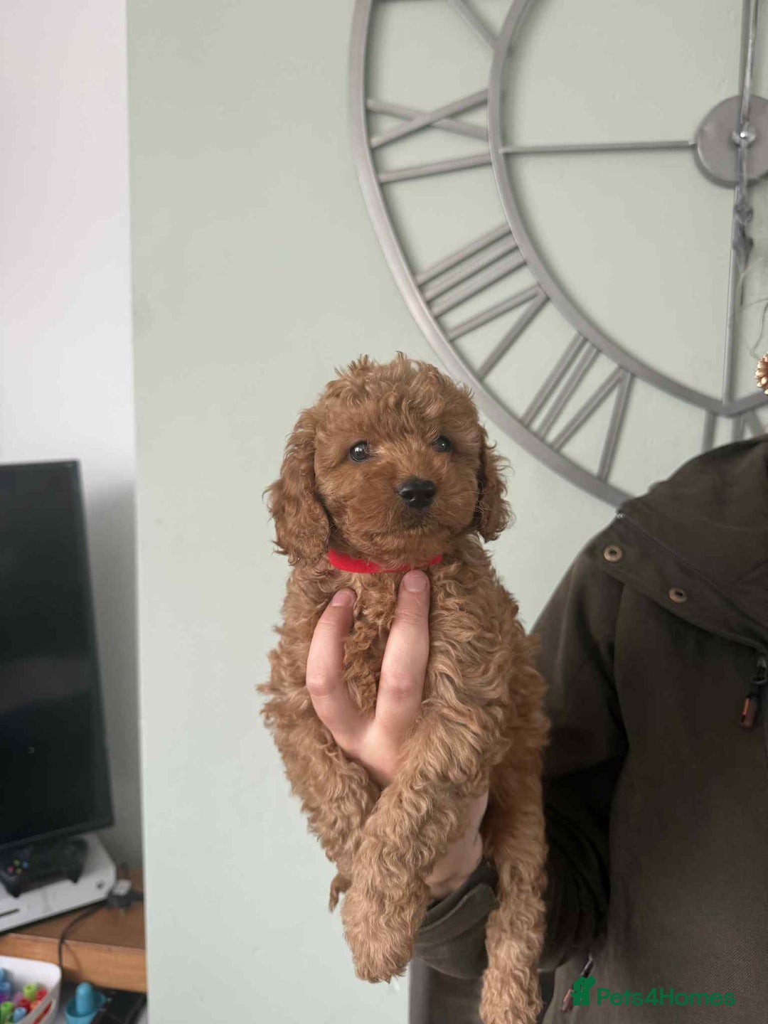 Cockapoo dogs for sale: 4 beautiful cockapoo puppies - Image 2