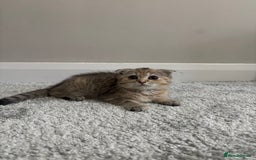 Scottish Fold cats for sale: Scottish fold for sale - Image 10