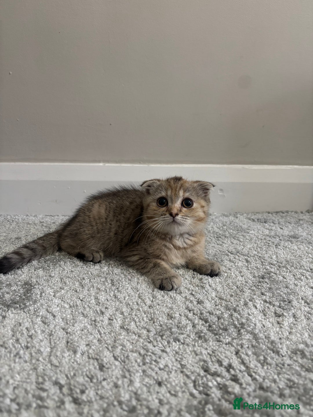 Scottish Fold cats for sale: Scottish fold for sale - Image 10