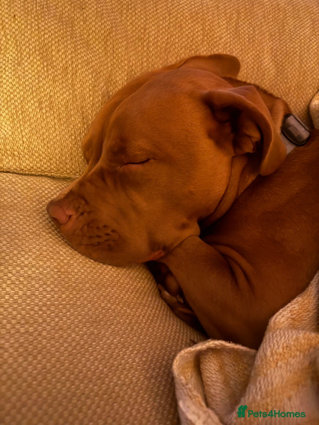 Mixed Breed dogs for sale: Seeking forever home for the sweetest girl  - Advert 1