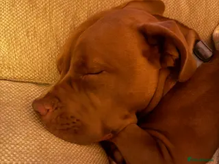 Mixed Breed dogs Seeking forever home for the sweetest girl - Advert 2