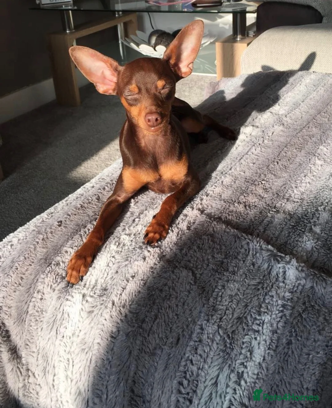 Miniature Pinscher dogs for sale: Vincent — Chocolate & Tan Miniature Pinscher - Advert 2