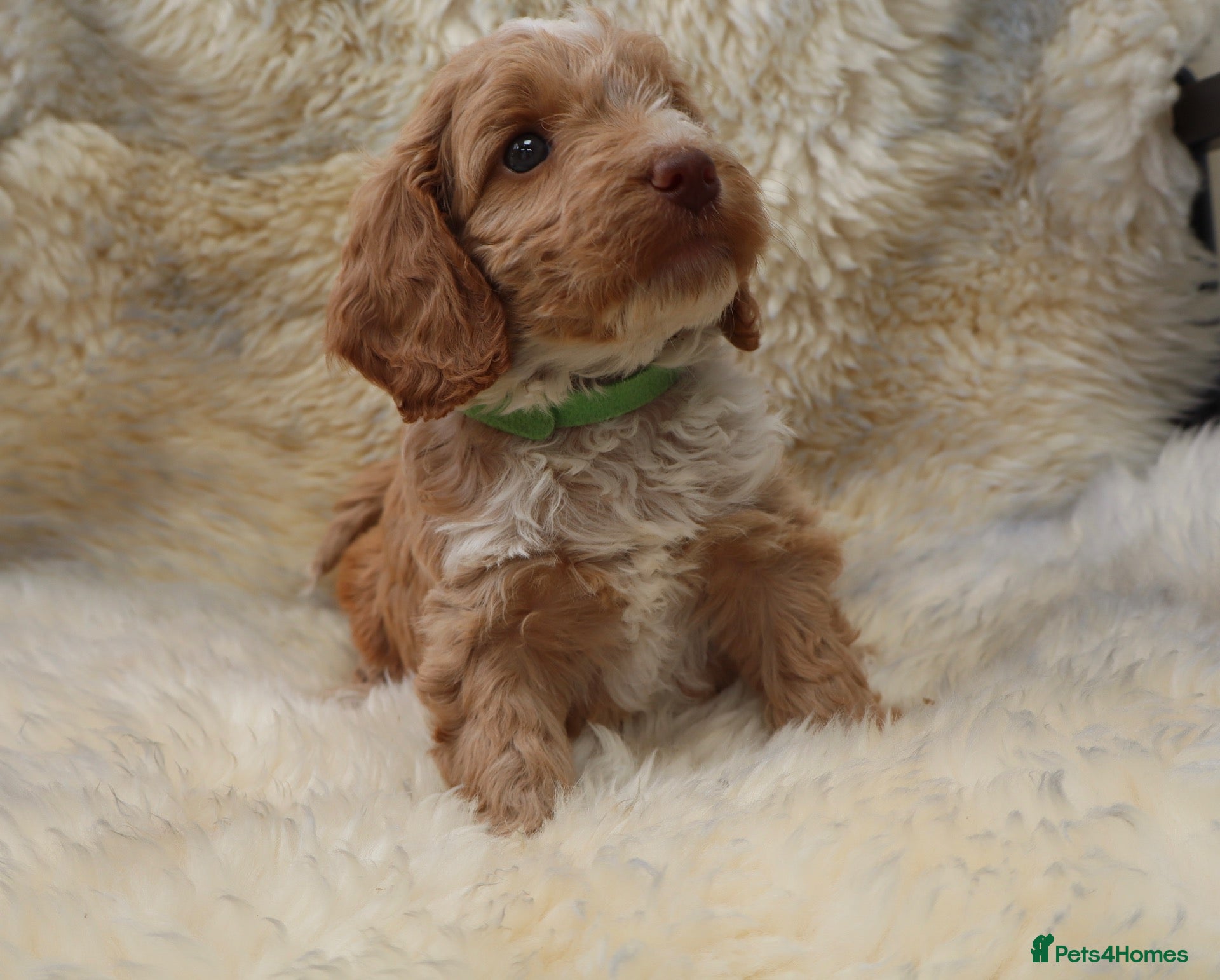 Cockapoo dogs FI CHAMPAGNE AND WHITE  MALE FROM 5* BREEDER - Advert 1