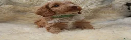 Cockapoo dogs for sale: FI CHAMPAGNE AND WHITE  MALE FROM 5* BREEDER - Advert 1