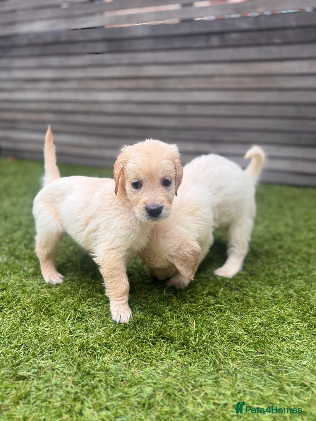 Golden Retriever dogs for sale: Champion line-KC Reg. Golden Retriever Puppies💖💙 - Advert 17