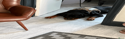 Rottweiler dogs for sale: Exceptional Male Rottweiler // Family Companion - Advert 8