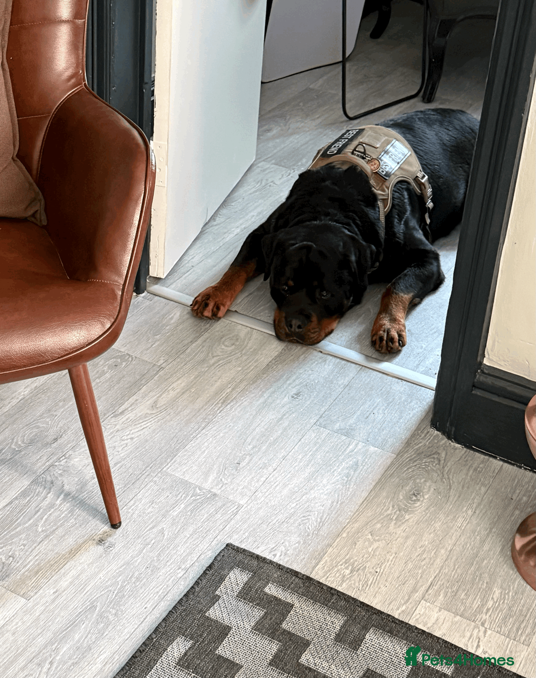 Rottweiler dogs for sale: Exceptional Male Rottweiler // Family Companion - Advert 8