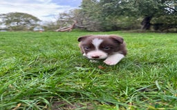 Border Collie dogs for sale: Pure Bred Border Collie Puppies For Sale - Image 3