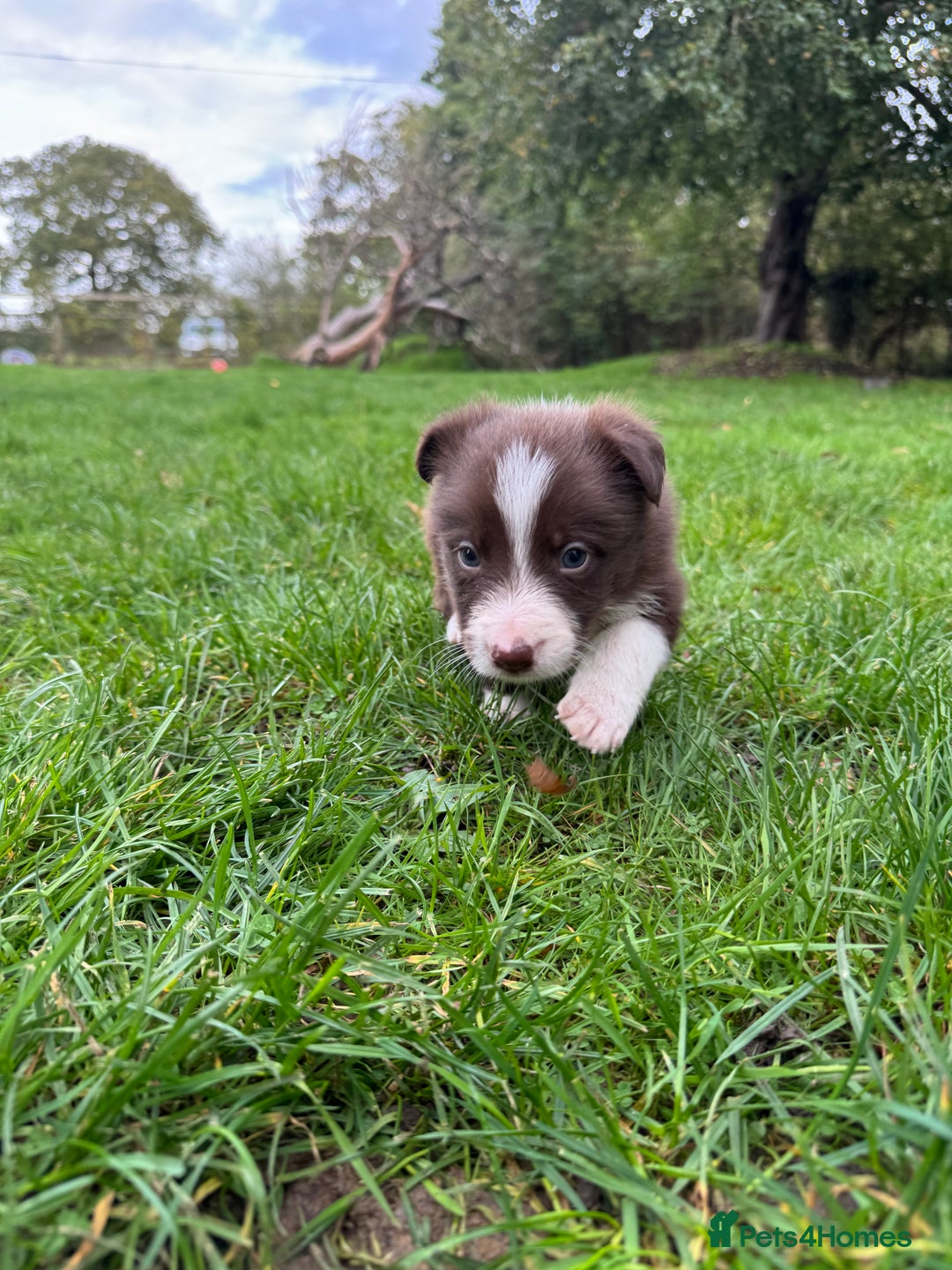 Border Collie dogs for sale: Pure Bred Border Collie Puppies For Sale - Image 3