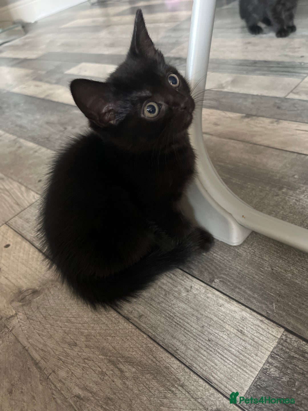 Mixed Breed cats for sale: 4 beautiful kittens - Image 8