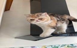 Persian cats for sale: Fluffy Persian Exotic kittens - Image 13