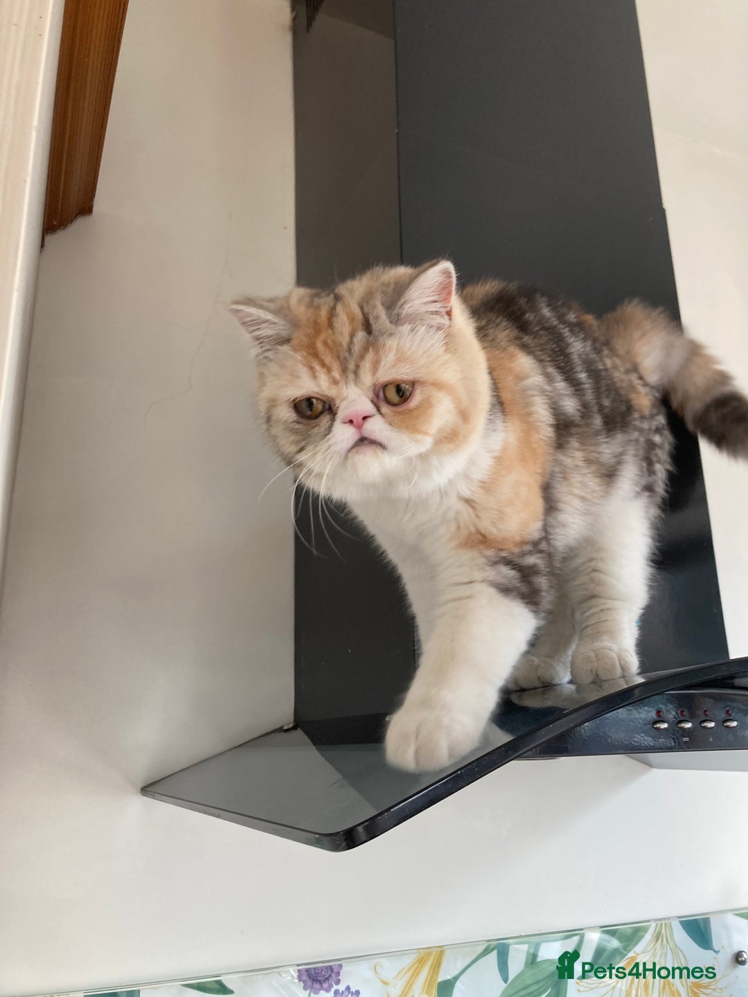 Persian cats for sale: Fluffy Persian Exotic kittens - Image 13