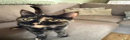 Mixed Breed cats for sale: Two female cats needing to be, very sadly, rehomed - Advert 4
