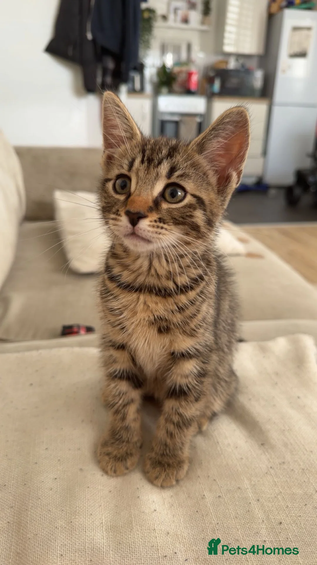 Mixed Breed cats for sale: kitten for sale  - Advert 2