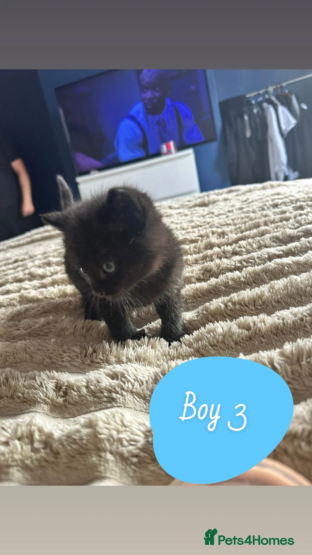 British Shorthair cats for sale: 3 Male Kittens  in Hyde - Advert 8