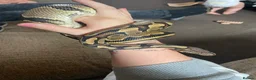 Python Snake reptiles for sale: 11 snakes for sale, 2 corns and 9 royal pythons  - Advert 9