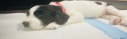 English Springer Spaniel dogs for sale: 4 weeks old🐶❤️AdorableSpringerSpanielPuppie 🐶❤️  - Advert 26