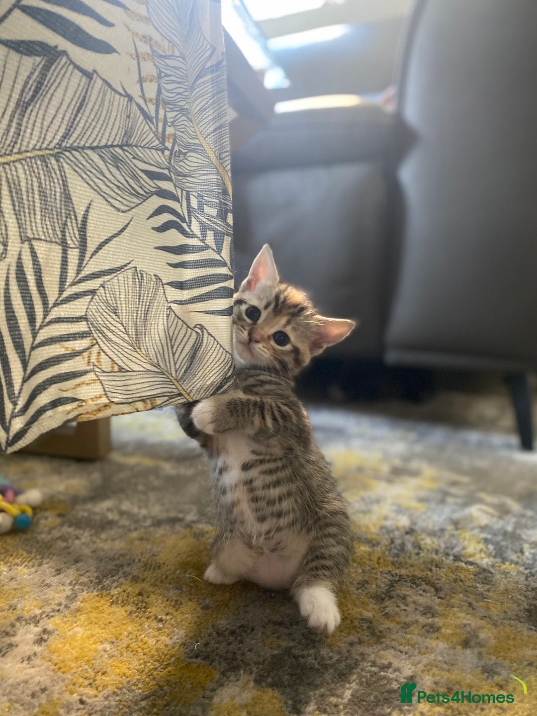 RagaMuffin cats for sale: 🐾 **Adopt Ragdoll-Shorthair Kitten!** 🐾 - Image 4