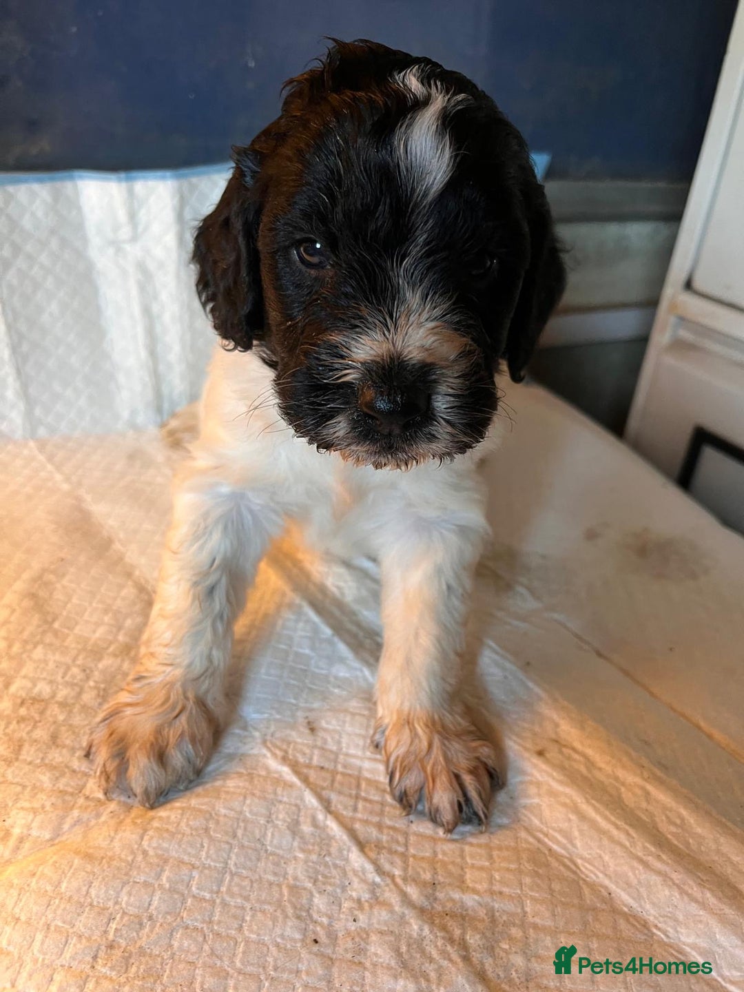 Sprocker dogs for sale: Beautiful Sprocker puppies - Advert 9