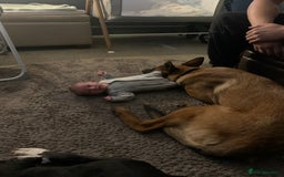 Belgian Shepherd Dog dogs for sale: Male  - Advert 2