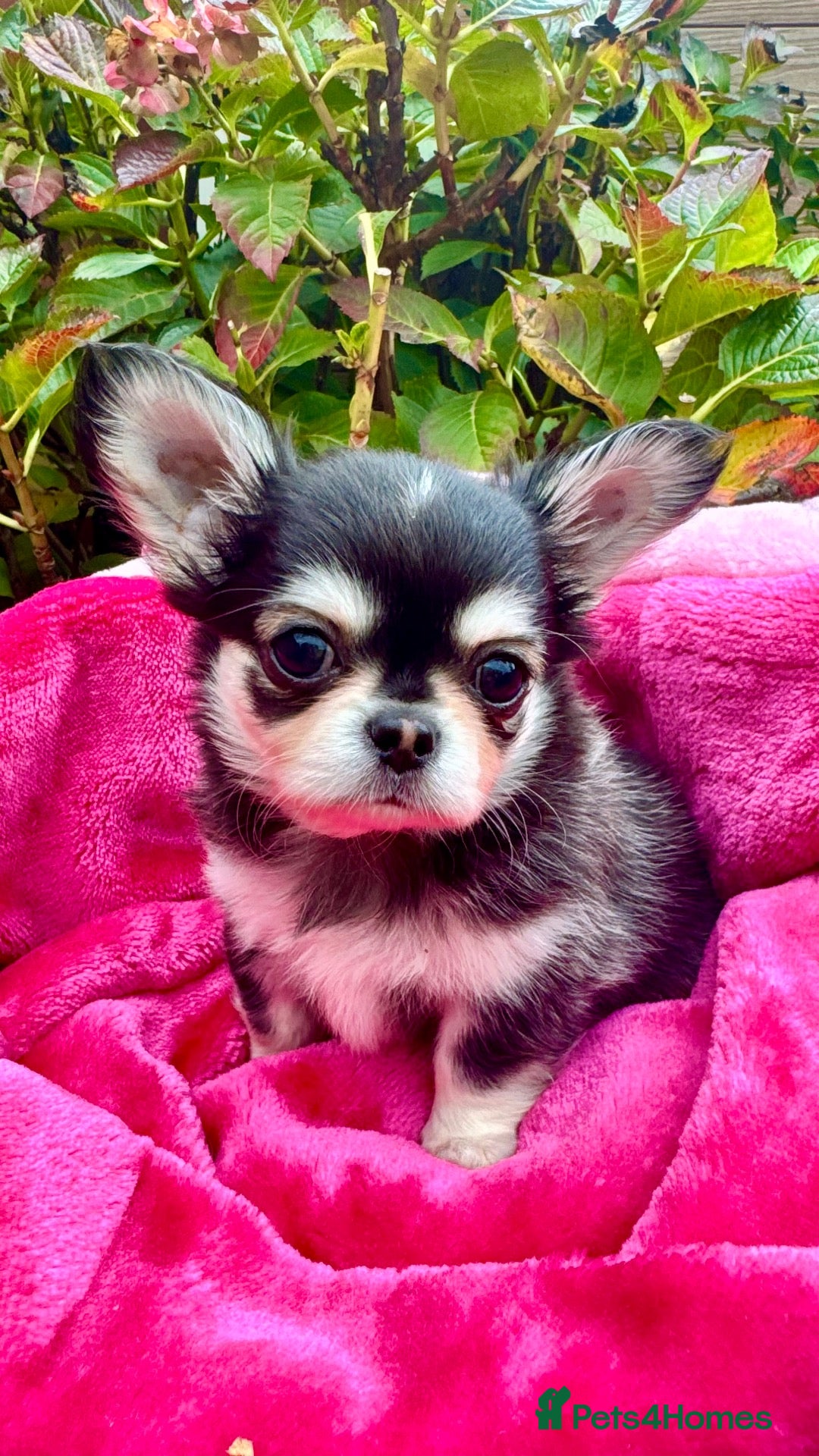 Chihuahua dogs 🤎🐾🖤Exotic LC RKC Husky Marking Boys🖤🐾🤎 - Advert 2