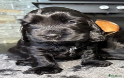 Cocker Spaniel dogs for sale: Show cocker spaniel  - Advert 14