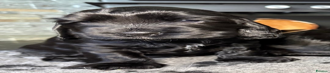 Cocker Spaniel Puppy 1