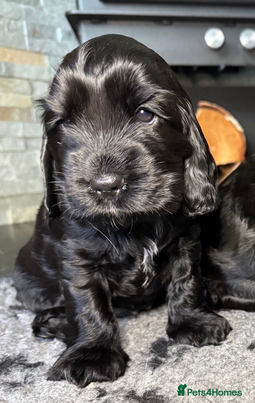 Cocker Spaniel dogs for sale: Show cocker spaniel  - Advert 14